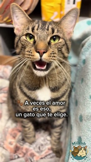 💫 Cuando el amor tiene bigotes