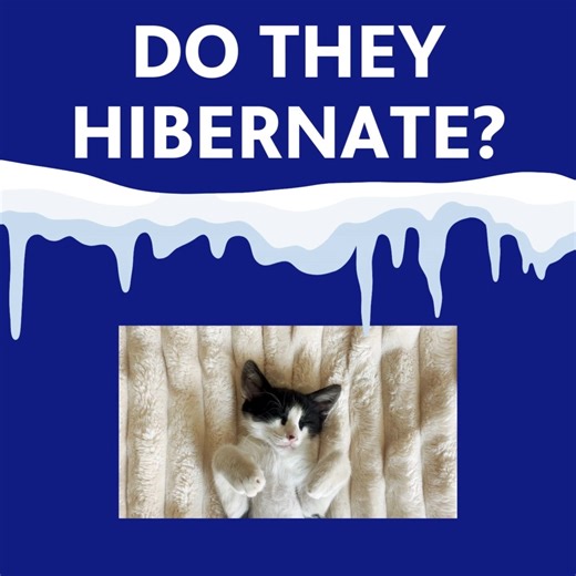 Challenge your students to test their knowledge! Which animals hibernate, and which stay active through the winter? See if they can separate the sleepy sleepers from the winter wanderers! | PBS Teachers