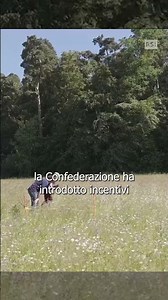 Laura Forgione: We must do more for biodiversity | Il Giardino di Albert | RSI