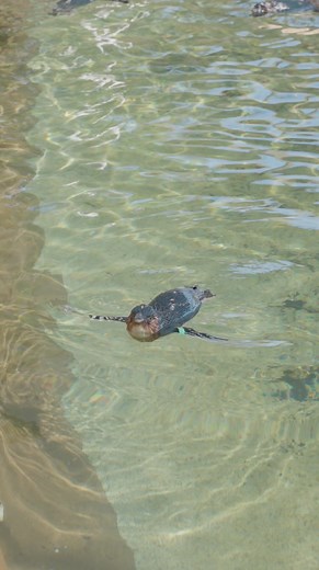 1.6K views · 84 reactions |  Did you know the Little Blue Penguins...