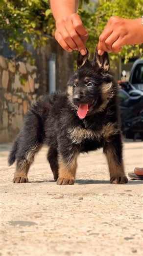 8810623046 German Shepherd puppy booking open strong bloodline, trained, vaccinated contact now fast