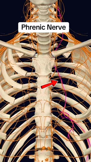 435K views · 2.6K reactions | Phrenic Nerve #NerveHealth #anatomy ‍⚕️變 | Dr. Ishtiaque Arafat | Facebook