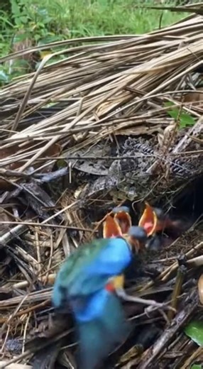 Violent Chicks Drag Mom Into Nest! #PittaBird | Bird Watching Around Me