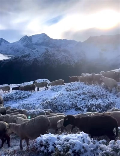 742K views · 10K reactions | IL FAUT COMMENCER À DESCENDRE... Pour ce troupeau de moutons en Savoie (France), il est temps de redescendre pour trouver de l'herbe un peu plus verte ! Une grande pensée à tous les éleveurs qui sont encore en alpage et confrontés à ces conditions très hivernales. Un très grand merci à Herlemann Remi et à la très belle page Beautés PASTORALES du Monde pour cette vidéo. N'hésitez pas à la consulter ! | La Place du Village | Facebook