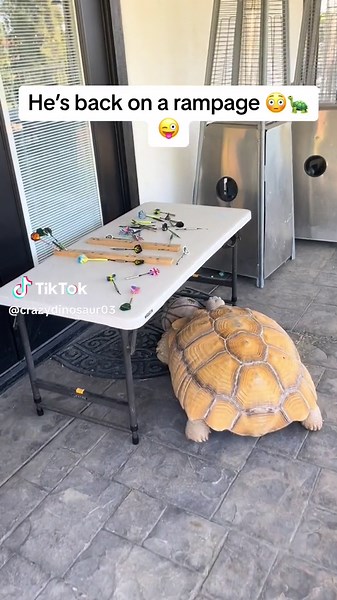 Basketball shenanigans #africansulcata #dinosaur #aggressiveturtle #bulldozer #destructive