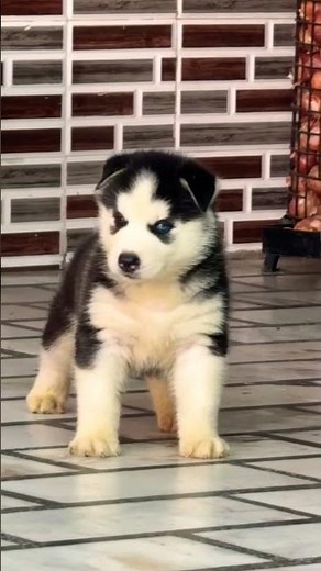 contact 📞 8810623046 Super Woolly Coat Husky Puppies price in india Playful training