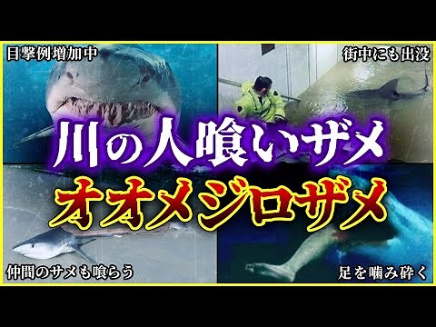 [Slow commentary] Attacks happen even outside the ocean!? The man-eating bull shark that lives in...