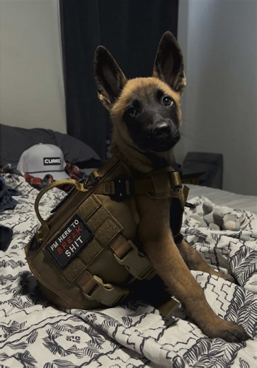 Tactical Vest for Belgian Malinois Training