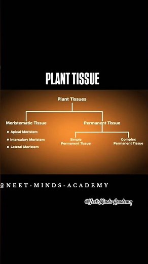 Plant Tissue in 3D | Simple Explanation for NEET 2025 | Types & Functions | Animation |Plant Anatomy