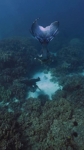 The underwater world of mermaids 🧜🏼‍♀️ tails by Merbella Studios Inc. #mermaids #mermaidcore #ocean | Mermaid Sirenity