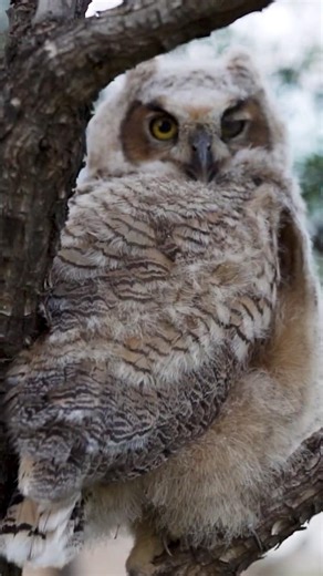 Up Close With a Fledgling #wildlifephotography #birds #owl