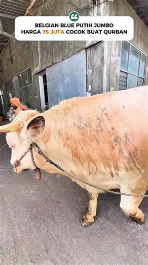 TIMBANGAN JELAS, COCOK BUAT HEWAN QURBAN DAN BISA DI BOKING🔥 #review #sapi #super #viral #fyp