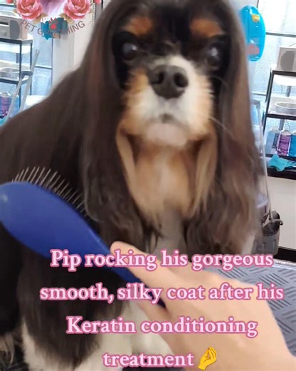 22 reactions | Wagging Tails Pet Grooming on Reels | Facebook