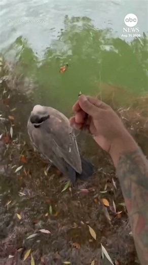 Man frees goose with fishing hook stuck in mouth