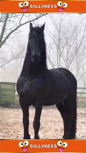 My Name Is Jeff #mynameisjeff #funnyhorsevideos #funnyhorses #maximusdecimusmeridius #maximus