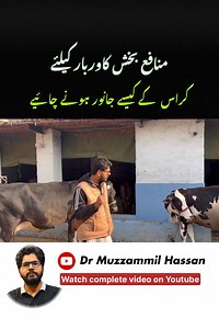 #DairyFarmingPakistan #LivestockPakistan #MilkProductionPK #PakistaniFarmers #RuralPakistan #AgriAwarenessPK #DairyIndustryPK #CattleFarmingPK #BuffaloFarming #SustainableFarmingPK #HalalMilk #FoodSecurityPakistan #VillageLifePK #AgriculturePakistan #FarmersOfPakistan | Dairy Farming with Dr-Muzzammil