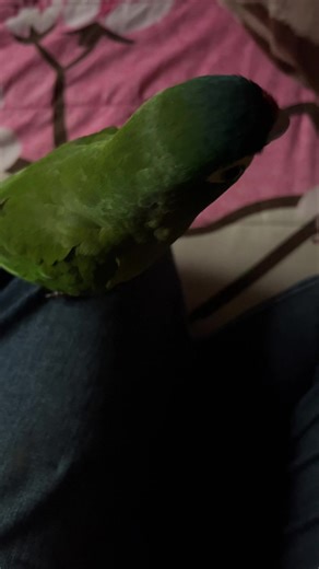 Adorable Parrots and Their Playful Antics