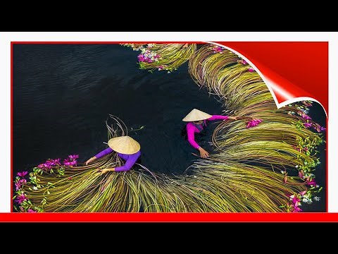 16 Breathtaking Photos Of Farmers Harvesting Waterlilies From The Mekong Delta Interview With 🥰