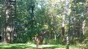Two female white tail deer cautiously grazing in clearing in the woods in early autumn in the Midwest; concepts of nature, game camera, wildlife management and hunting