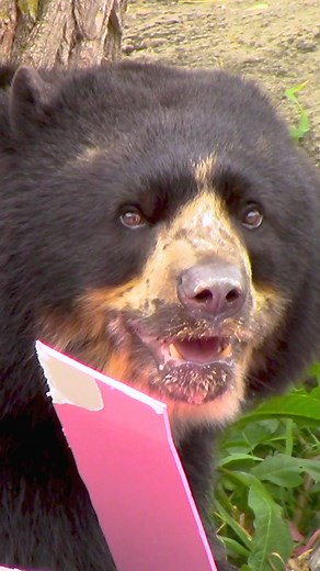 This Bjorn really likes peanut butter. 😊 Happy #AndeanBearDay! Andean bears are also called “spectacled bears” because they have tan markings on their faces that sometimes resemble glasses. Like human fingerprints, each bear has its own unique markings that help researchers identify them in the wild. #Syracusezoo #Syracuse #CNY #AndeanBear #AndeanBearBjorn #CuteAnimals | Rosamond Gifford Zoo
