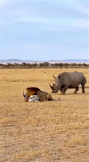 Can the rhino successfully rescue the antelope from the lion’s attack? 🦏🦌🦁❓ #rescue #danger #lion