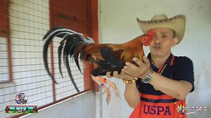 🔥🐉888/Late Upload Personal Selection Materials. Howard Belk red Claret✅️ Griffin Claret✅ Raptor Sweater✅️ Golden Monkey Sweater✅️ Bruce Barnett Yellow Legged Hatch✅️ 20k Sweater✅️ Share To Mr.Ruben Eleo. For Breeding And For Personal Use Only🥰🙏❤️💎🔥🐉888-2025🐍🐍🐍🫀🐓❤️ | Antonio Burburan