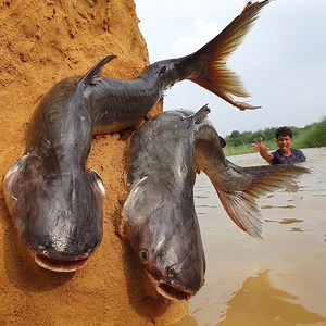 59K views · 1K reactions | Amazing River Underground Big Sand Hill Hole Stuck Pangasius Fish Catching System #fishing | Fisherman Animal Lover-Original | Facebook