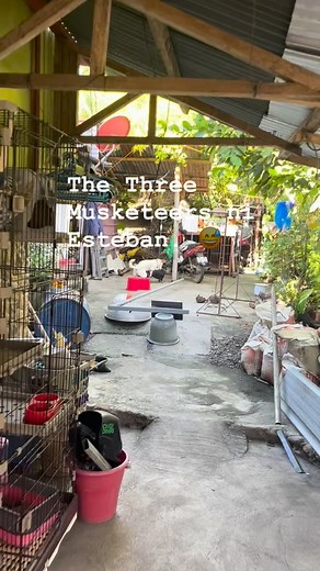 3K views · 68 reactions | The Three Musketeers of Esteban Estilo.  | Bitik Estilo | Facebook