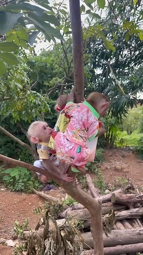 monkey climbs tree to get milk🍼🍼🍼 | Monkey BiBi