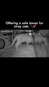 1.2M views · 36K reactions | ASMR--When you find the VIP lounge in the backyard  #cathouse #heatedcathouse #outdoorcats #cozycats #catshelter #catloversclub #catproducts #feralcats #catshelter #rescuecat #straycat #wintercats #shelter #catrescue #communitycats #clawsable | Clawsable | Facebook