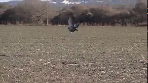 12K views · 57 reactions | Cool to see a natural predator get in on the action! Has this ever happened on one of your hunts? | Mojo TV | Facebook