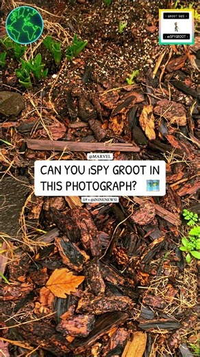 NATURE MEME 🗺️ • #mothernature #naturenews #naturephotos #memesvideo #memes #ispy #groot #freegames