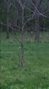 INDIANA SPRING TURKEY SEASON 2023 non target species sighting #hunting #turkeyhunting #ibpc