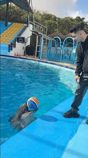 The strength of a dolphin's teeth in catching a ball with them 😰💔