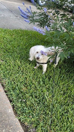 Boss Yogi just woke up. Afternoon walk. The flowering plants are purple vitex and magnolia respectively. #doglife | Rsty PT