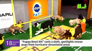 23K views · 12 shares | What could be more exciting than the Super Bowl? The Puppy Bowl of course! This year they will have 90 puppies, the most in a Puppy Bowl yet! | Local Now | Facebook