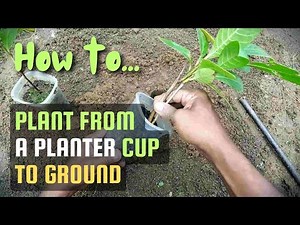 How to plant a tree sapling in ground. #plant #tree