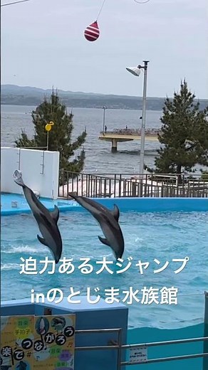 のとじま水族館のイルカたち｜能登島で出会う海の人気者：Dolphins at Notojima Aquarium｜Noto Island, Ishikawa Japan #のとじま水族館 #イルカ