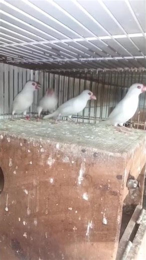 JAVA SPARROW 🐦🐦 🐦 ❤️❤️❤️ #shorts