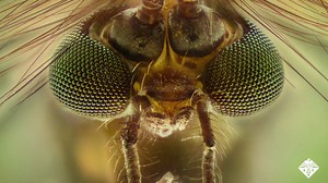 Inspired by the mosquito eye, researchers reporting in ACS Applied Materials & Interfaces have made a new type of compound lens. ACS Headline Science shows how the researchers made and tested the artificial bug eyes. | American Chemical Society