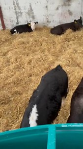 💥 14 great suck calfs for tomorrow the 22nd in Cahir Mart selling after the cows 💥 | Cork Co-Op Marts