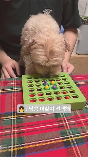 428번째 땅콩이성장기록💛 이모랑 게임🐶 #귀여운 #말티푸 #강아지 #땅콩 #일상