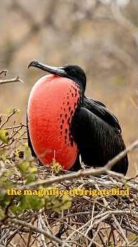 Rarest Birds on Earth You Won’t Believe Exist! 🐦😱