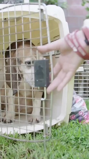 #animaltesting #beagle #beaglesoftiktok #crueltyfree #animalrights #animalwelfare #fyp #foryou #foryoupage #cutedogs