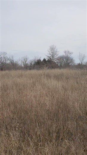 16K views · 145 reactions | Guided Rabbit  hunts provided by Catrons Kennel in Kansas with Mossy Oak Properties of the Heartland watch out Guys. | Catron's Kennel | Facebook