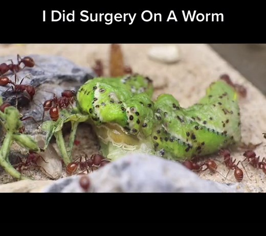 Worm Surgery: Ants vs Worms