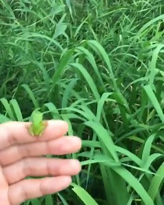 1K views · 96 reactions | Namjoon saying “HELLO” so adorably to tiny animals a compilation ctto. ~kookielover | BTS with LUV⁷ | Facebook