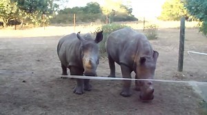 52K views · 190 reactions | You would never guess this is what a rhino sounds like.. | Broadcast Viral Animals | Facebook