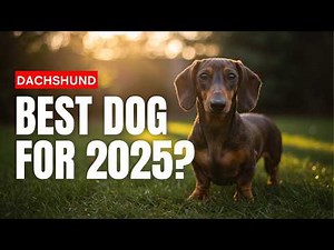 Dachshund Dogs 101: Pros & Cons, Hidden Facts, and Puppy Care Tips