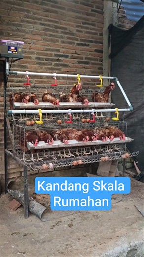 2-Tier Backyard Layer Hen Coop #chickens #layerhens #poultryfarming